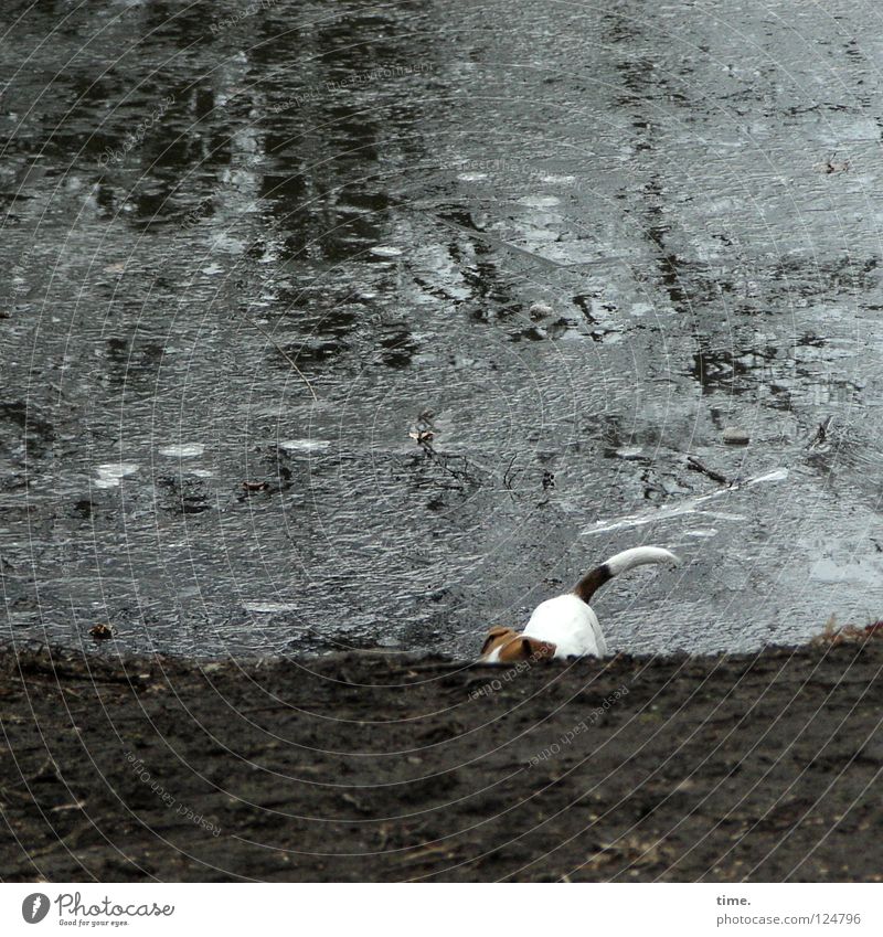 Sunday afternoon walk, Part 2 (The Wet Part) Dog Lake Pond To break (something) Surface Smoothness Dangerous Reflection Tree Tails Curiosity Mammal Ice Coast