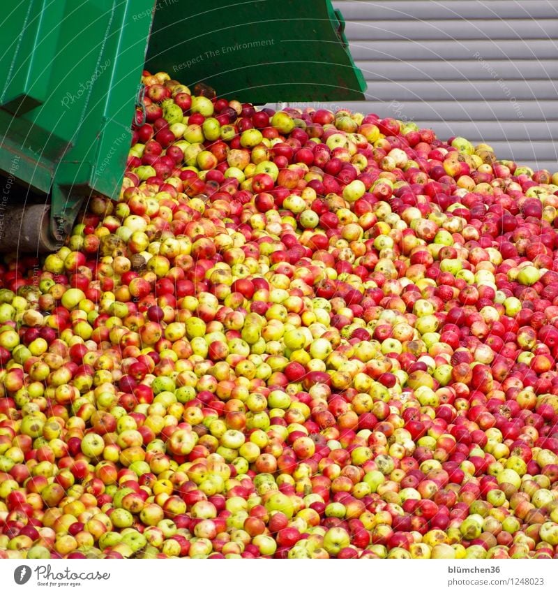 Apple juice - preliminary stage Food Fruit Juice Many Harvest Nutrition Pure To enjoy Autumn Mature Organic produce Apple harvest Heap Fresh Juicy Process Truck