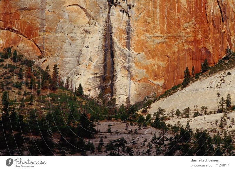 Climbing rock XXL Wall of rock Steep Erosion Sandstone Zion Nationalpark Utah Vacation & Travel Americas Mountaineering Hiking Background picture Red Beige Tree