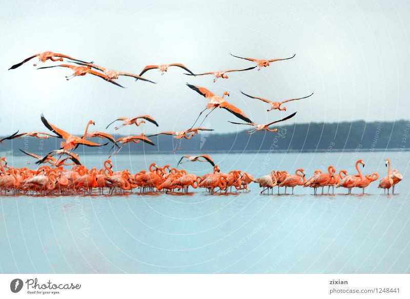 greater flamingos Animal Wild animal Flamingo Group of animals Herd Flock Colour Teamwork Colour photo Multicoloured Morning Day Light Sunlight Bird's-eye view