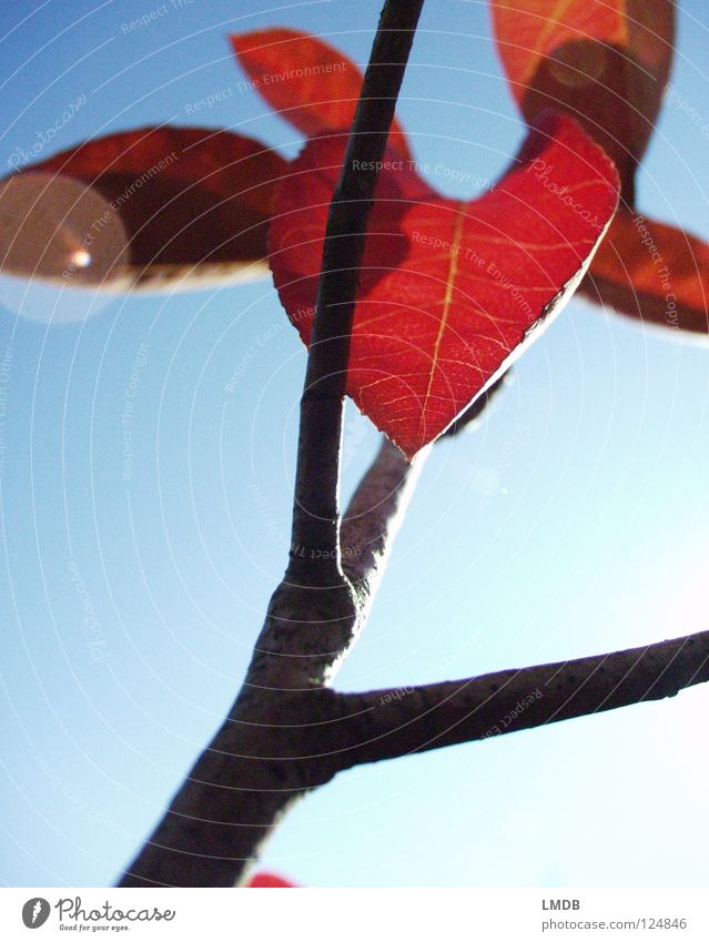 sheet by sheet Leaf Tree Plant Red Autumn September October Seasons Light Force Transience Reflection Patch of light Black Aspire Growth Sky Blue To fall Lamp