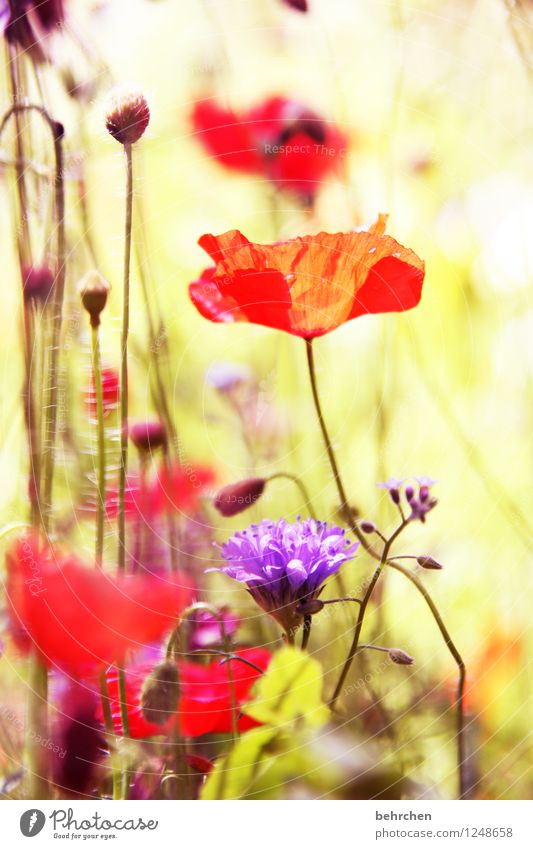 no mo(h)ntag without poppies! Nature Landscape Spring Summer Autumn Beautiful weather Plant Flower Grass Leaf Blossom Wild plant Poppy Garden Park Meadow Field