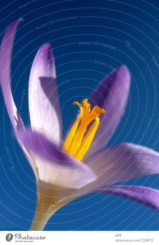 Crocus In the sky Nature Plant Sky Spring Beautiful weather Flower Blossom Illuminate Blue Violet Blossom leave Sky blue Force Pistil Orange herald of spring