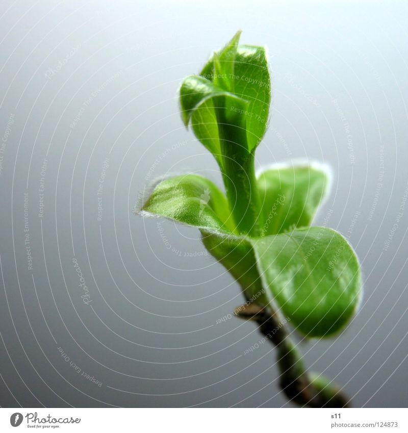 shoot Life Nature Plant Spring Leaf Fresh Small New Green Power Force Unshaven Bright green Shoot Branch twigs Bud hairy hair Close-up Macro (Extreme close-up)