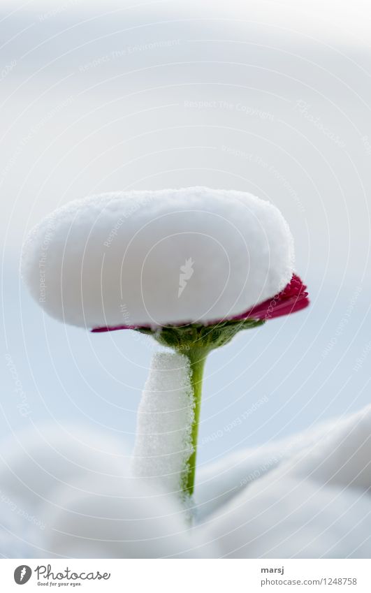 cold | caught. Bellis perennis under a fine hood of snow after a belated onset of winter. Spring Snow Foliage plant Daisy Freeze Threat Authentic Cold Red