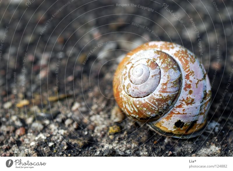 rough ruin Snail shell House (Residential Structure) Ruin Empty Broken Spiral Rotated Lime Hard Grief Uninhabited Derelict Flake off Round Find Discovery Dry