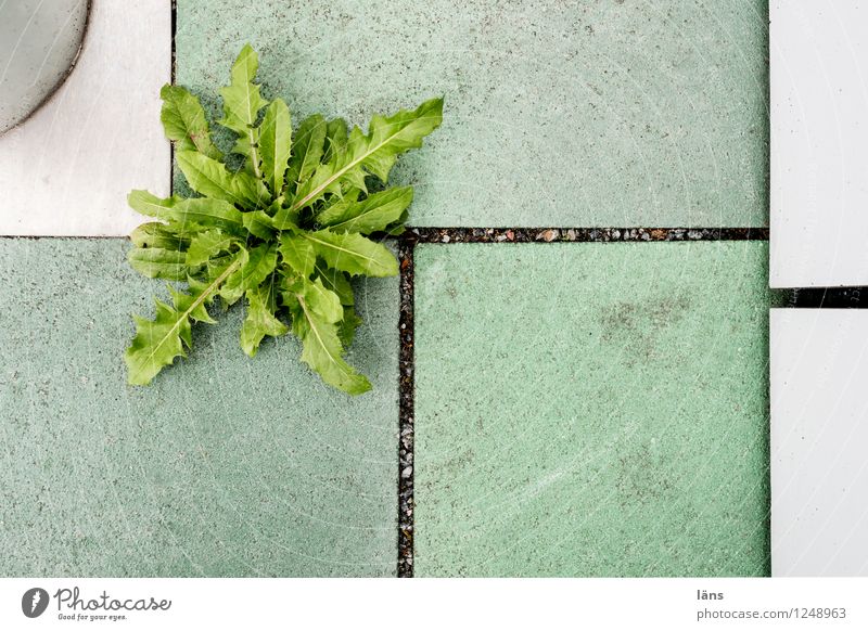 Go back to lot Environment Plant Wild plant Dandelion City hall Terrace Sharp-edged Beginning Effort Growth Tile Assertiveness Cramped Colour photo