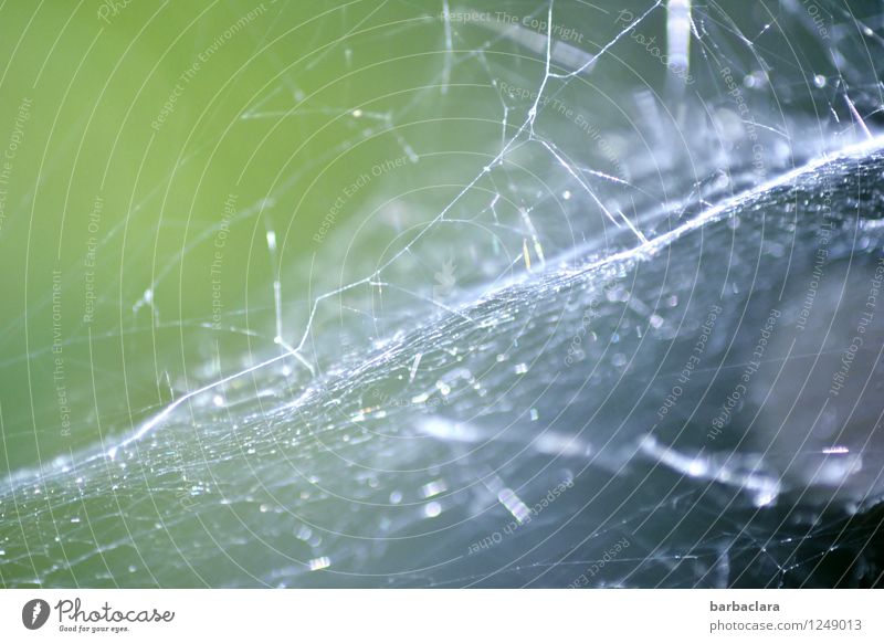 silverlamé Environment Nature Spider Spider's web Network Illuminate Fantastic Bright Wild Silver Bizarre Colour photo Exterior shot Detail Abstract Pattern