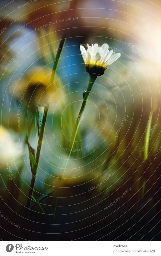 gallery Elegant Style Design Nature Sky Sun Summer Flower Leaf Blossom Wild plant Pot plant Marguerite Bud Flower stem Garden Flare Beam of light X-rayed