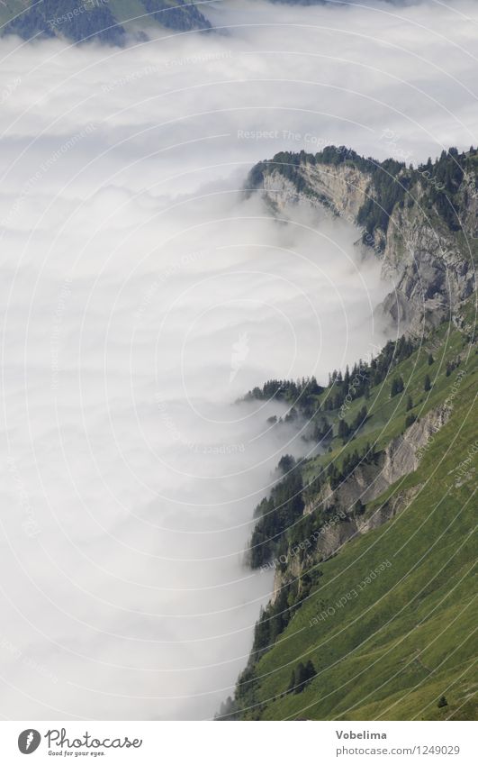 Talnebel in the Muota Valley Mountain Nature Landscape Clouds Weather Fog Rock Alps Gray Green White Calm mountain forest Muotatal Alps talnebulus Cloud field