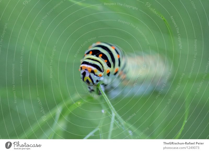 Crawler MK III Environment Nature Animal Plant Yellow Green Orange Pink Black Turquoise White Caterpillar move Slowly To feed Blade of grass Essen Food