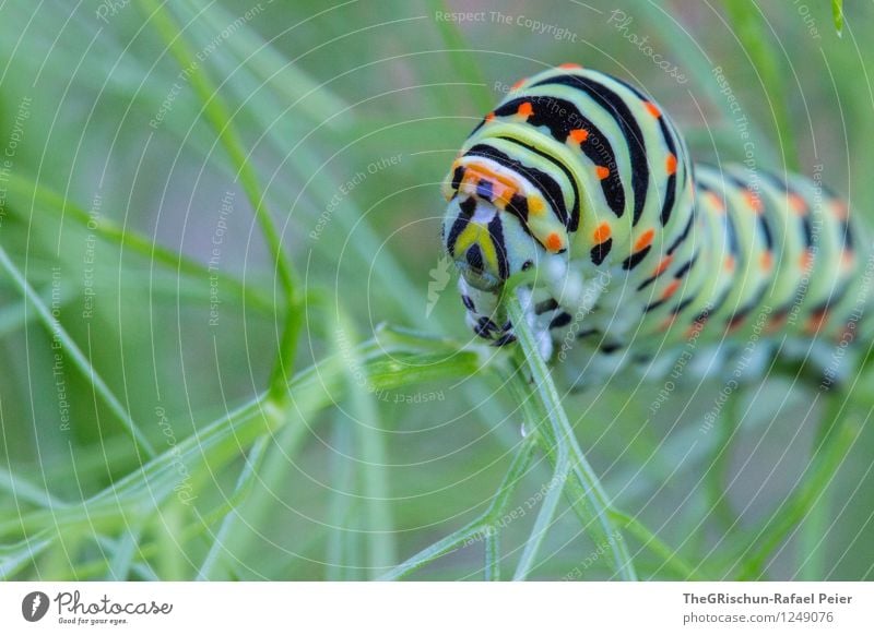 Crawler MK II Animal Butterfly 1 Blue Multicoloured Gold Green Orange Pink Black White Caterpillar carrot caterpillar Carrot Fennel Bushes Plant Food To feed