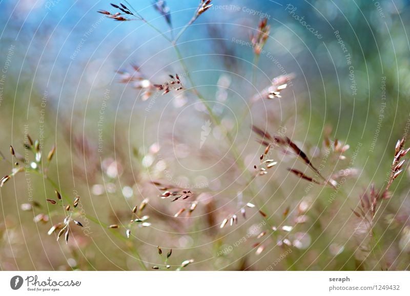 Meadow Grass Blade of grass Multicoloured Fresh Summer Rural Nature Natural Shallow depth of field Herbs and spices Plant Common Reed Weed Leaf Seed rush