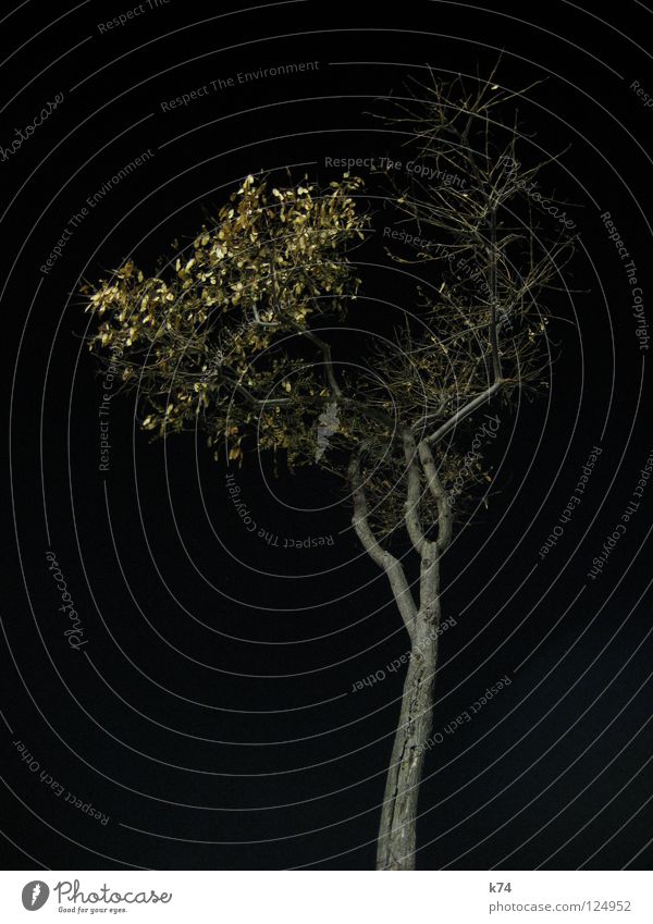 Barcelona Port II Night Black Dark Artificial light Lighting Tree Winter Independence Loneliness Individual Uniqueness Ambitious Branched Leaf stand-alone