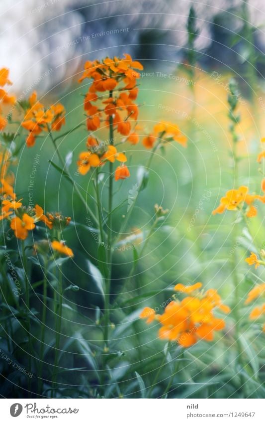 play of colours Environment Nature Plant Spring Summer Beautiful weather Flower Blossom Garden Orange Esthetic Front garden Colour photo Multicoloured