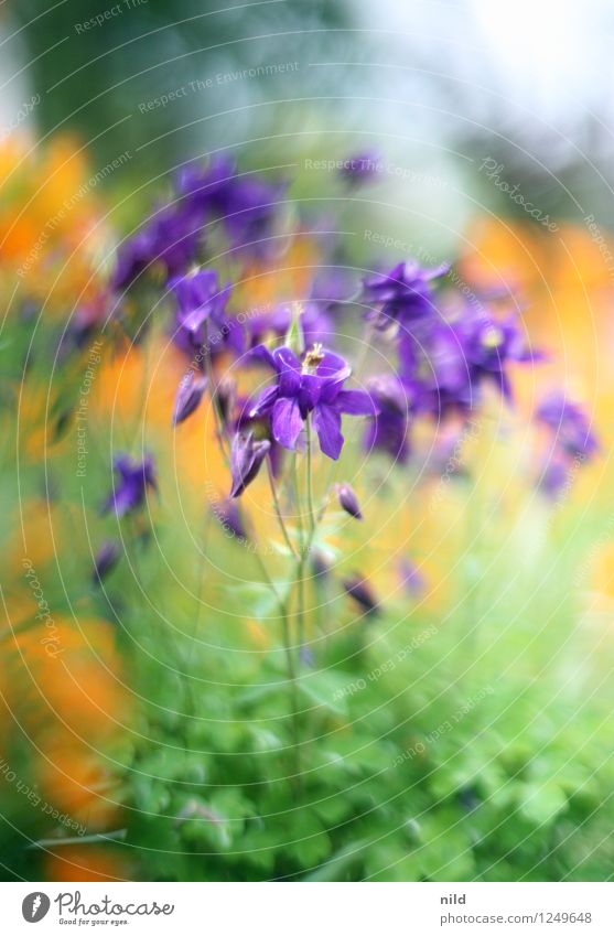 play of colours Environment Nature Plant Flower Garden Violet Orange Esthetic Orchid Front garden Colour photo Exterior shot Day Shallow depth of field