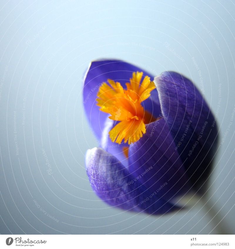 crocus Nature Plant Spring Flower Blossom Illuminate Blue Violet Crocus Blossom leave Force Pistil Orange herald of spring Close-up Macro (Extreme close-up)