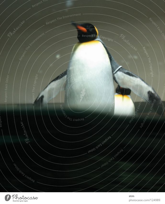 ... just wait soon ... Penguin King penguin Zoo Playing Animal Come Approach Inject Berlin zoo Joy Exhibition Antarctica Water Arm Water wings Nature