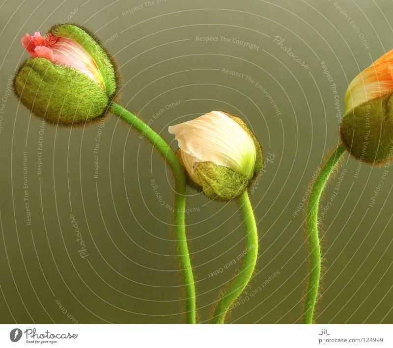 three poppies 2 Poppy Flower 3 Round Delicate Caresses Cuddling Pink Green Khaki Brown Beautiful Plant volumes Beginning Sphere apricot Orange