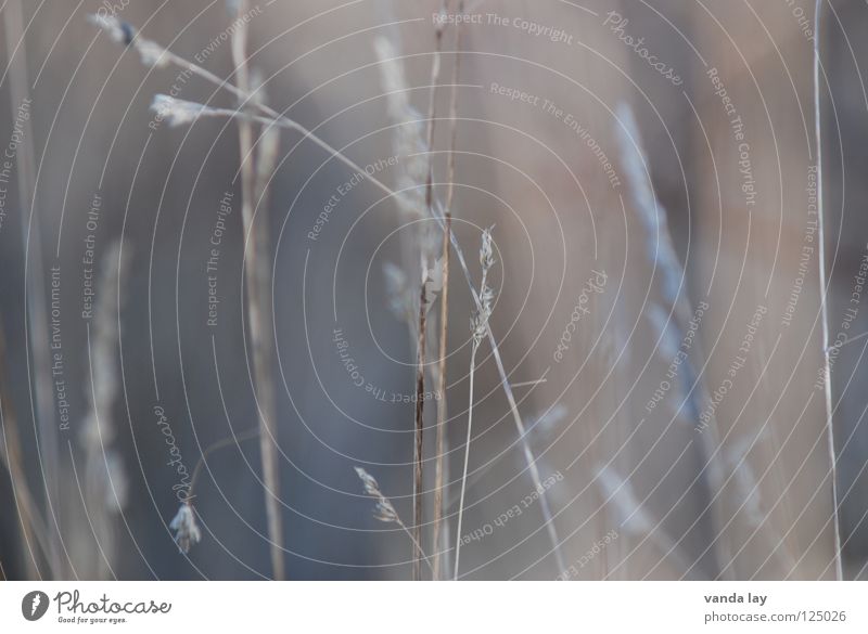 grasses Grass Background picture Delicate Gray Stalk Blade of grass Blur Wilderness Environment Plant Beautiful Macro (Extreme close-up) Close-up Autumn Nature