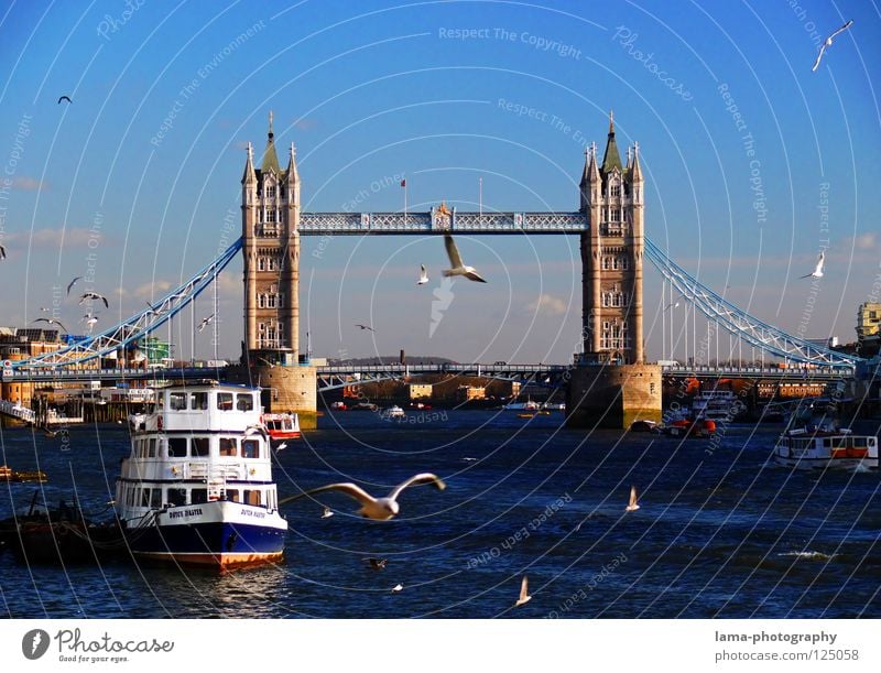 Tower Bridge London England Themse Great Britain Art Sightseeing Suspension bridge Steel Construction Seagull Bird Watercraft Steamer Drop anchor Sun Town