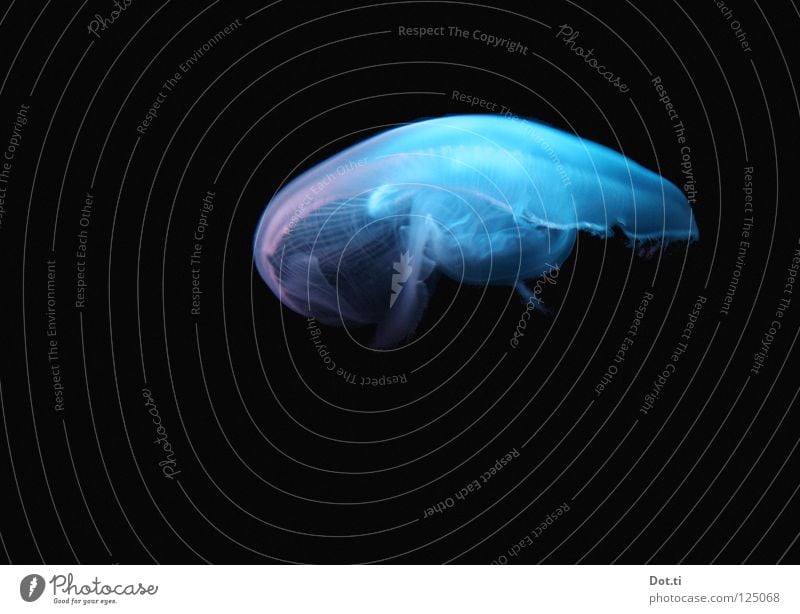 jelly of mer Ocean Animal Water Jellyfish Aquarium 1 Dark Blue Black Ease Nettle animal Living thing Tentacle Poison Glimmer Transparent Supple Fascinating