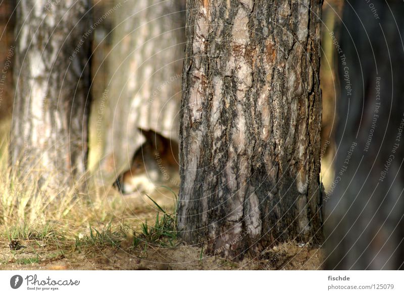 On the lookout Hunting Nature Tree Forest Wild animal Animal face 1 Wolf Snout Werewolf Little Red Riding Hood Fairy tale Woodground Mammal Carnivore Tree bark