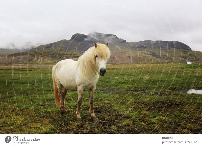 island horse Nature Landscape Plant Animal Hill Mountain Wild animal Horse 1 Moody Iceland Pony Far-off places White Stand Ride Equestrian sports Beautiful