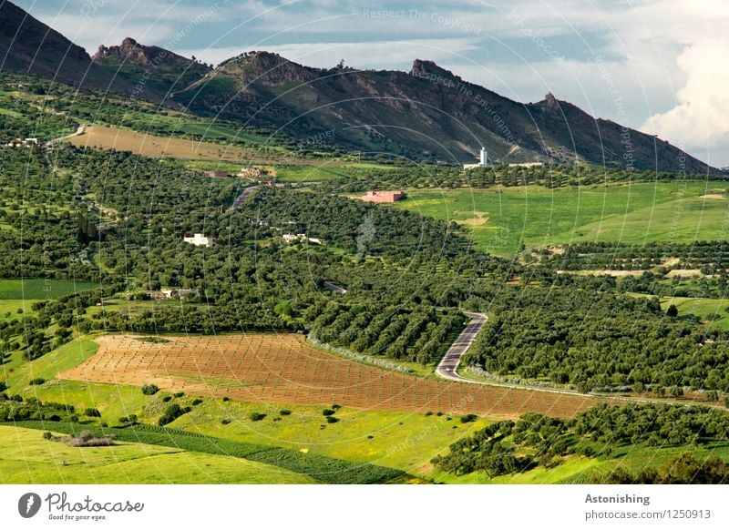 Olives - Road Environment Nature Landscape Plant Sky Clouds Horizon Summer Weather Tree Grass Bushes Meadow Field Forest Hill Mountain Peak Fez Morocco Street