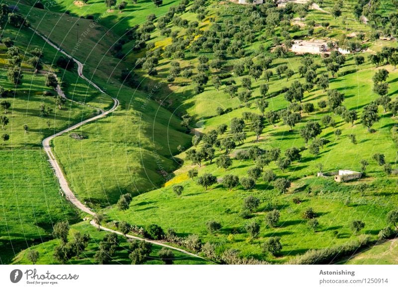 green Morocco Environment Nature Landscape Plant Summer Weather Beautiful weather Tree Grass Bushes Meadow Field Hill Fez Street Thin Exotic Gray Green