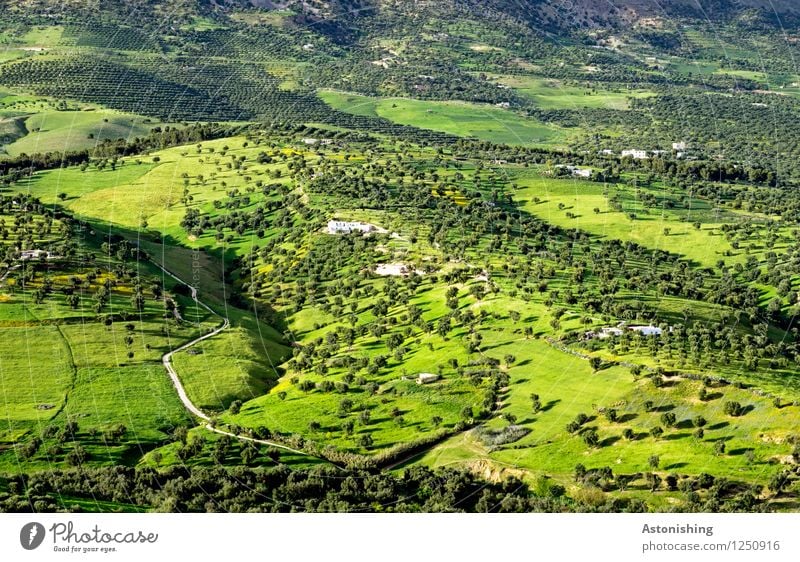 green Morocco II Environment Nature Landscape Plant Summer Weather Beautiful weather Tree Grass Bushes Meadow Forest Hill Fez Street Lanes & trails Exotic Green