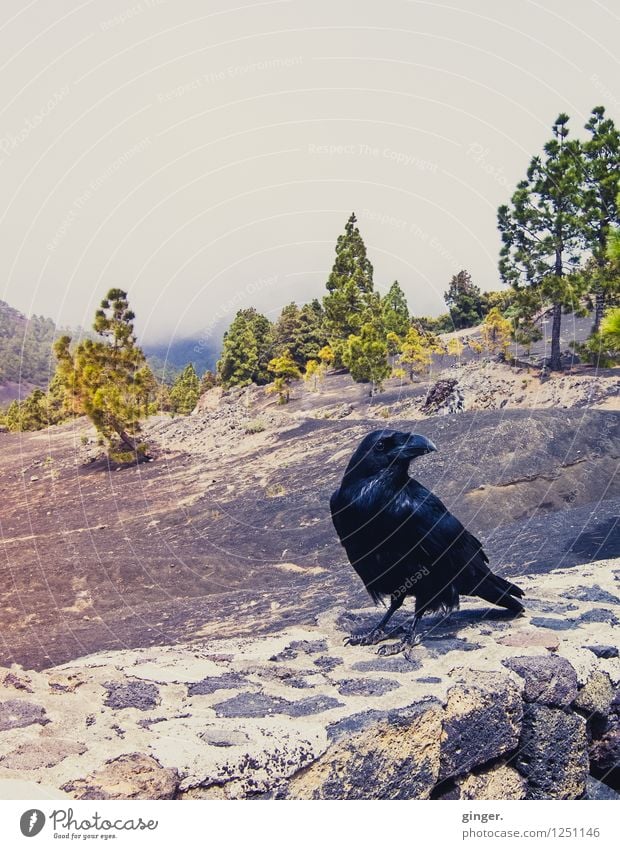 On the wall, on the lurk Nature Landscape Plant Animal Earth Sky Spring Tree Bushes Wild animal Bird Raven birds 1 Brown Green Black Sparse Wall (barrier) Sand