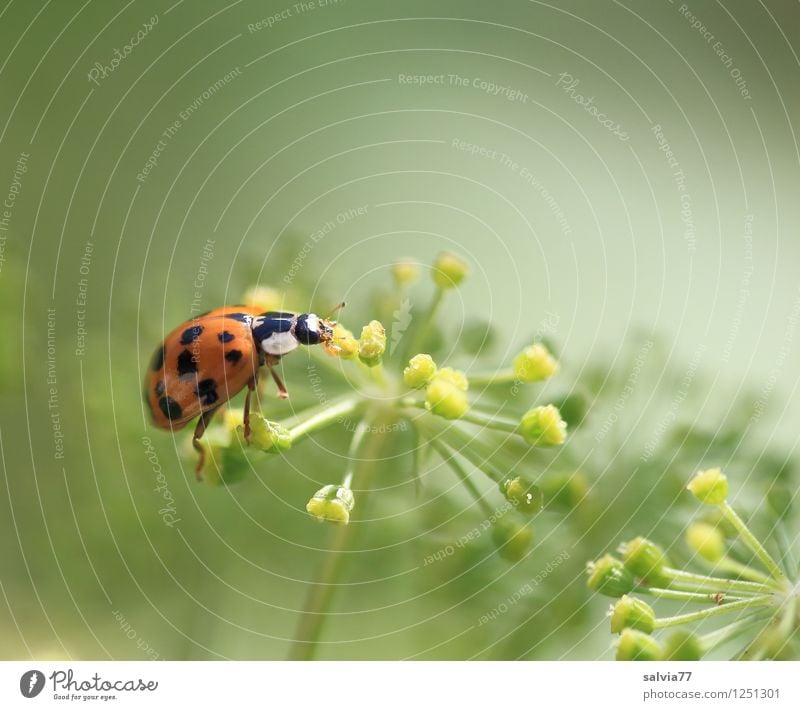 daintily Nature Plant Animal Summer Blossom Beetle Ladybird 1 Blossoming Fragrance To feed Crawl Small Natural Cute Contentment Happy Wellness Insect Back-light