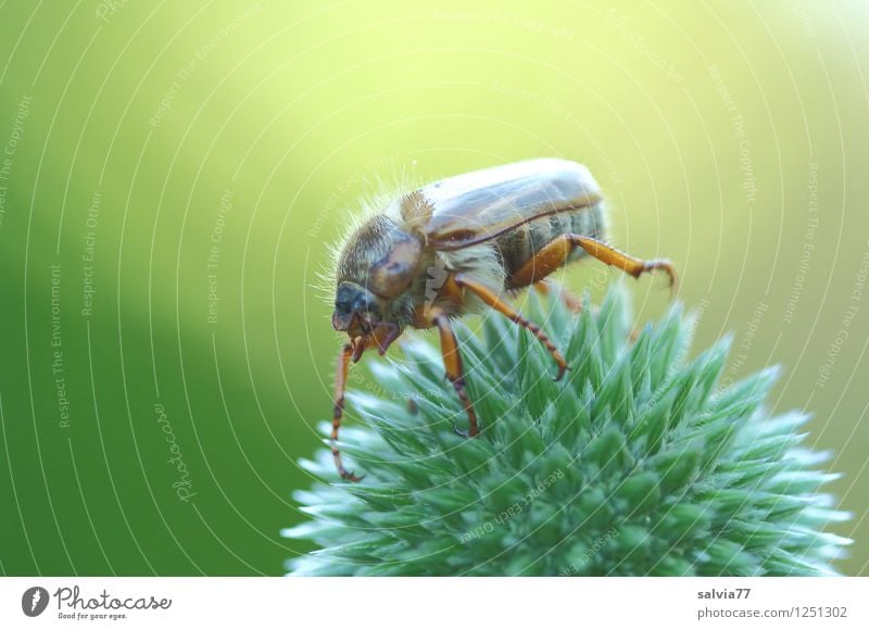 Brummer in the spotlight Environment Nature Plant Animal Summer Flower Wild plant Thistle Bud globe thistle Garden Beetle Insect June beetle 1 Touch Blossoming