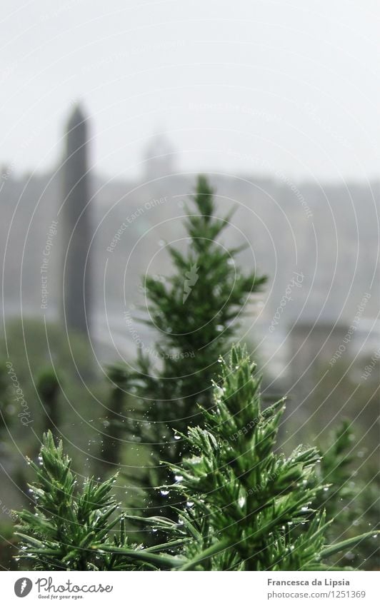 dew drops City trip Plant Water Drops of water Autumn Bad weather Fog Rain Foliage plant Park Hill Edinburgh Scotland Tower Obelisk Growth Dark Far-off places