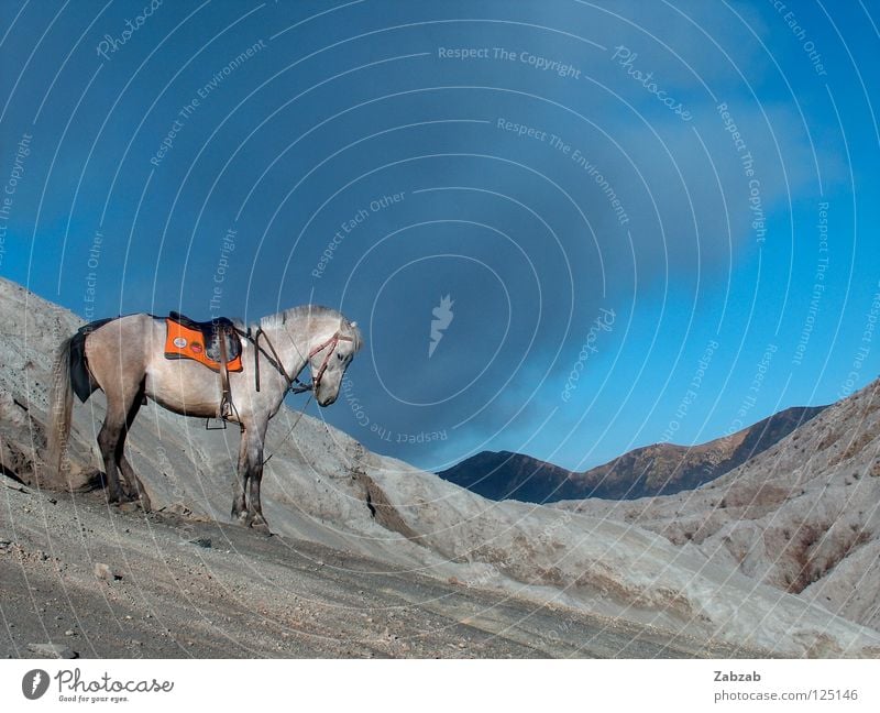 volcano horse Horse Eruption Asia Java Indonesia Equestrian sports Clouds Gray Adventure Animal Go up Exterior shot Mountain Mold Volcano Smoke mount bromo