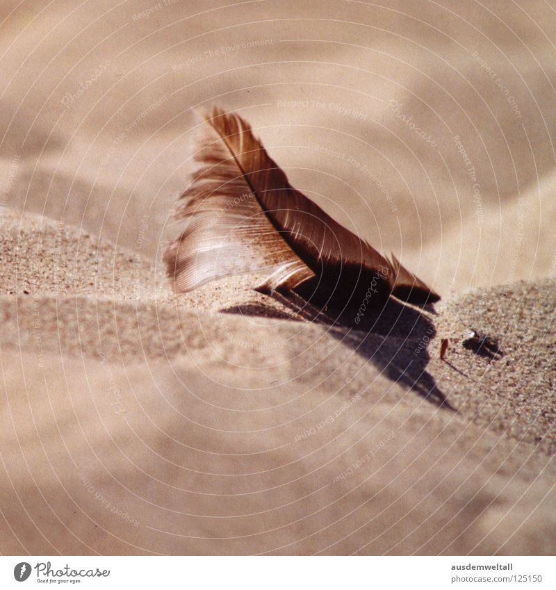 [Beige] Beach Summer Physics Beautiful Ahlbeck Usedom Macro (Extreme close-up) Close-up Coast Sand Feather Baltic Sea Warmth Lie Shadow Calm