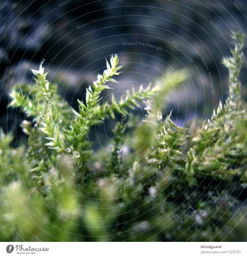 Nix moss in the lot Plant Soft Delicate Macro (Extreme close-up) Woodground North side Damp Green Growth Small Decent Wood flour Close-up Life Smooth Fate