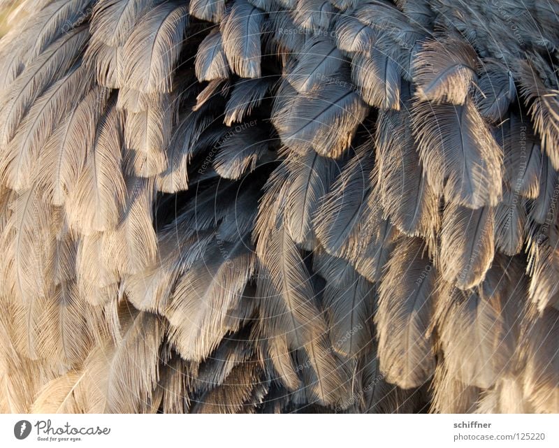 Nanduu puffed up Bird Flightless bird Animal Feather Plumed Fine Gray Background picture Boa Muddled nanduu nandüchen puff up Structures and shapes