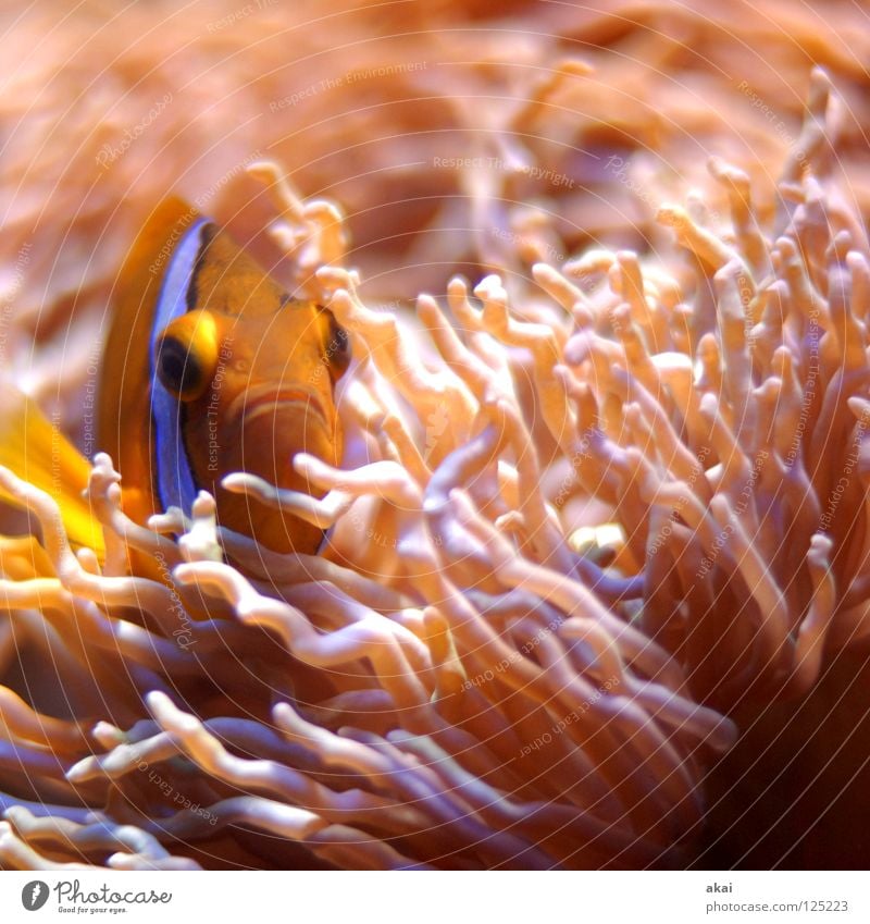 Waterworld Aquarium Clown fish Finding Nemo Coral Red Pink Camouflage Dark Warped Motion blur Blur Long exposure Fisheye Hiding place courtyard of the mouth