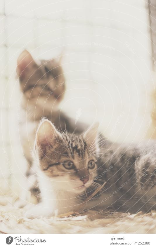 kitten Pet Cat 2 Animal Warmth Bright Cute Baby Purr Pelt Colour photo Deserted Copy Space top Morning Dawn Light (Natural Phenomenon) Sunlight Sunbeam