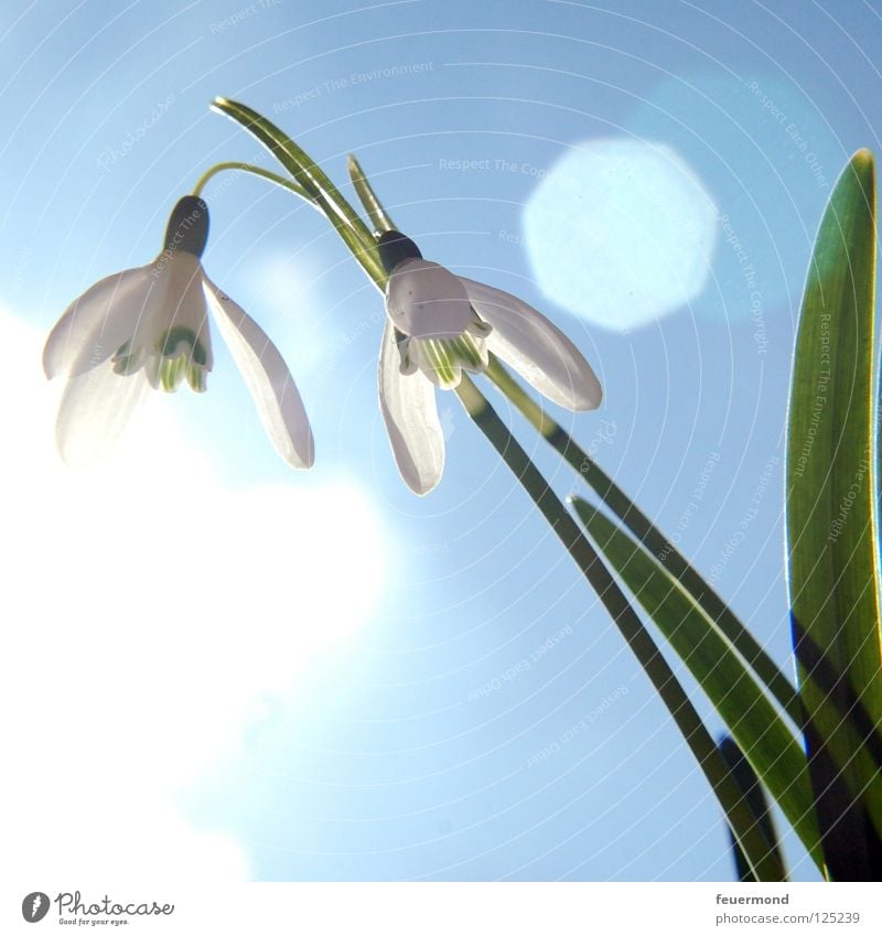 sun bells Snowdrop Spring Flower Blossom Light Wake up Arise Sun Resurrection