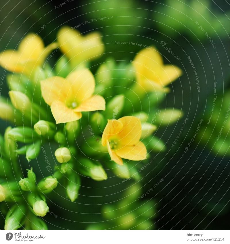 yellow-green stories Flower Blossom White Blossom leave Botany Summer Spring Fresh Growth Plant Red Background picture Macro (Extreme close-up) Close-up Detail