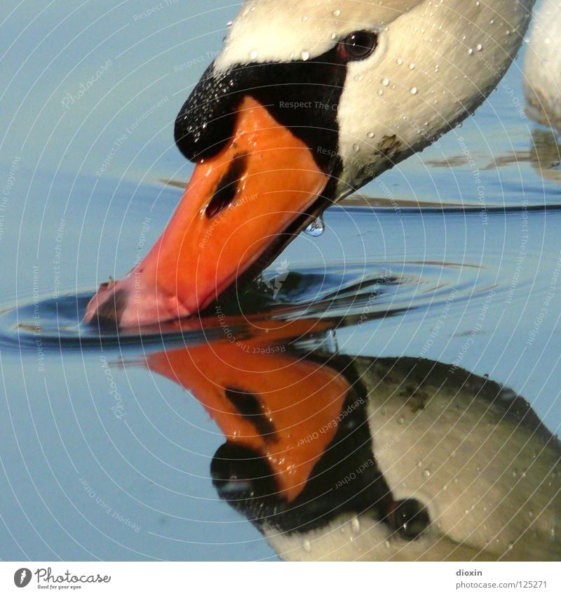 gooseneck mirror Swan Mirror Drinking Reflection Beak Bird Waves Lake Pond White Black Animal Conceited Mirror image Surface Surface of water Fluid Beautiful