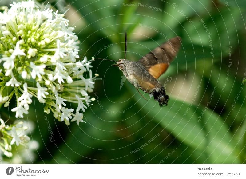 Pigeon tail; macroglossum; stellatarum; Butterfly Flying To feed dove tail pigeon tail spur flower sportflowers Centranthus carp's tail warbler dusting