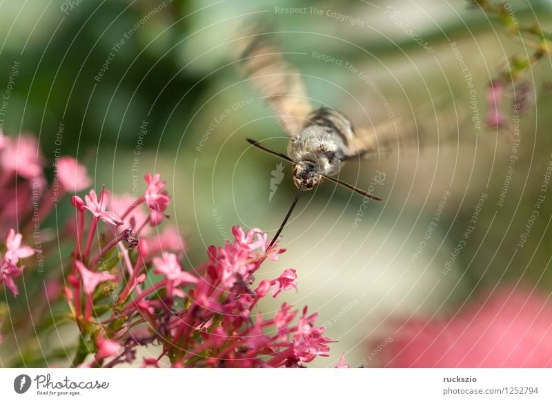 Pigeon tail; macroglossum; stellatarum; Butterfly Flying dove tail pigeon tail spur flower sportflowers Centranthus carp's tail warbler dusting