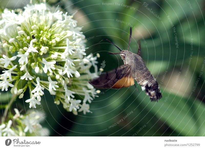 Pigeon tail; macroglossum; stellatarum; Butterfly Flying To feed dove tail pigeon tail spur flower sportflowers Centranthus carp's tail warbler dusting