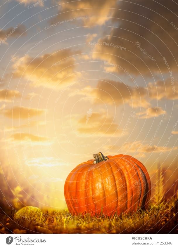 Big pumpkin on autumn nature with sunset sky Vegetable Design Garden Feasts & Celebrations Thanksgiving Hallowe'en Nature Sky Sunrise Sunset Autumn