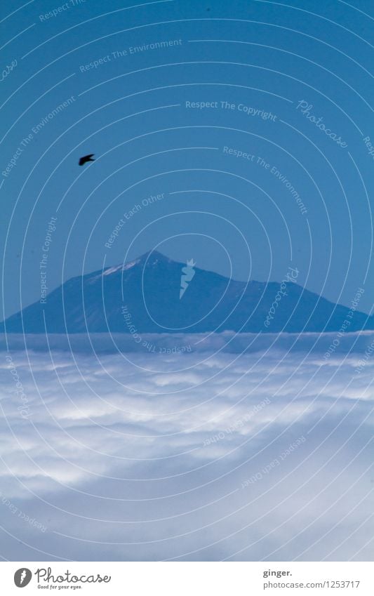 cloudbird Environment Nature Landscape Sky Clouds Spring Snow Rock Mountain Teide Island Tenerife Animal Bird 1 Blue White Longing Bright Dark Flying