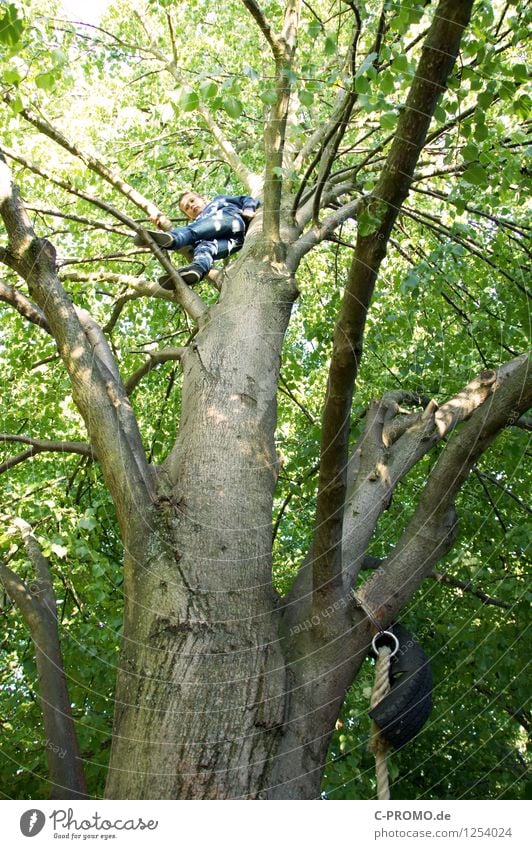 Boy on climbing tree Human being Masculine Boy (child) Brother Infancy 1 3 - 8 years Child 8 - 13 years Forest wood Gigantic Tall green Joy luck Willpower Brave